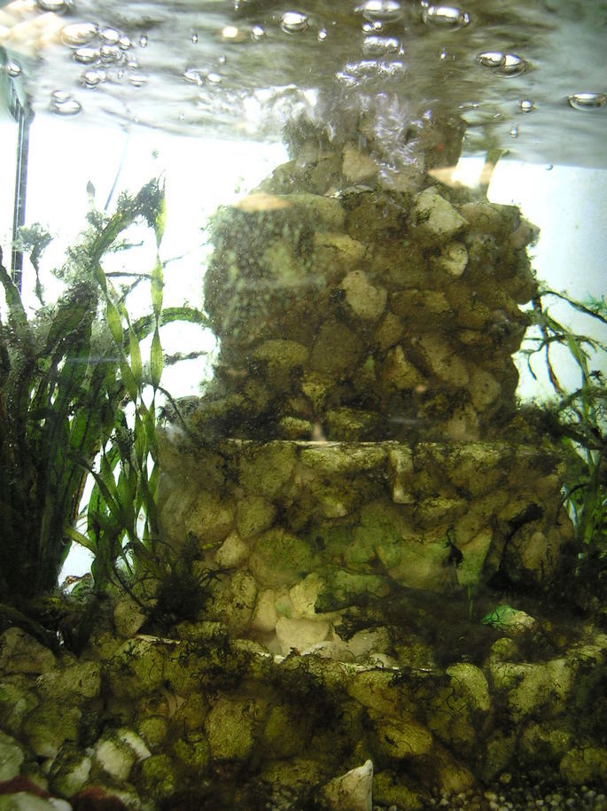 �e�l�`���b�s�[ �c�i����