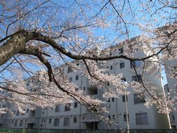 �e�l�`���b�s�[ �c�i����