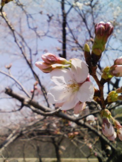 �e�l�`���b�s�[ �c�i����