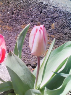 �e�l�`���b�s�[ �c�i����