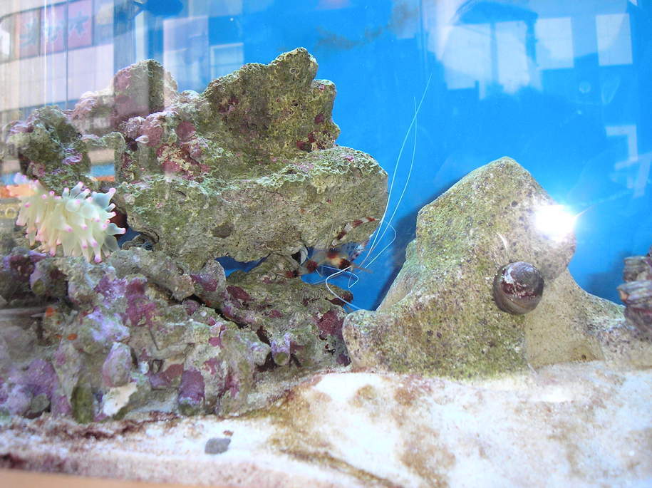 �e�l�`���b�s�[ �c�i����