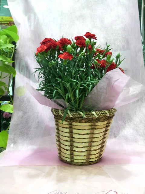 �e�l�`���b�s�[ �c�i����