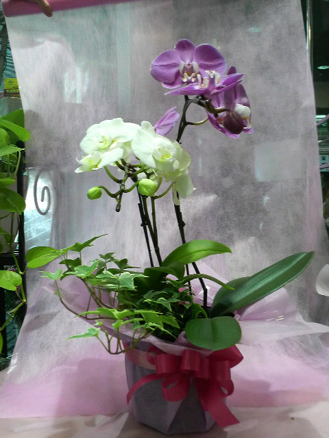 �e�l�`���b�s�[ �c�i����