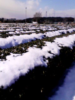 �e�l�`���b�s�[ �c�i����