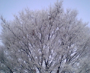 �e�l�`���b�s�[ �c�i����