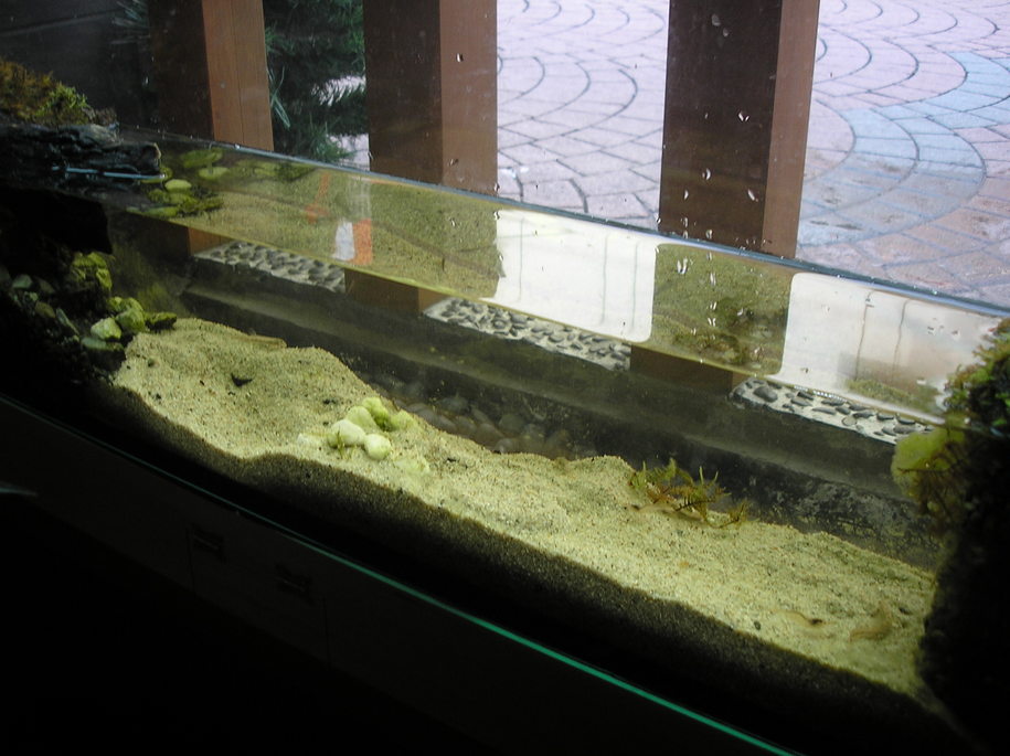 �e�l�`���b�s�[ �c�i����