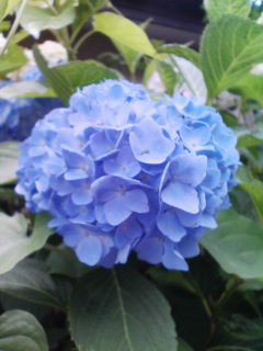 �e�l�`���b�s�[ �c�i����