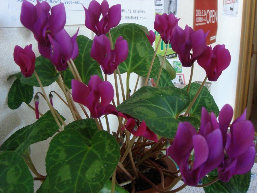 �e�l�`���b�s�[ �c�i����