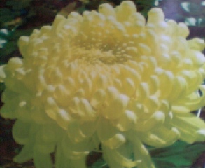 �e�l�`���b�s�[ �c�i����