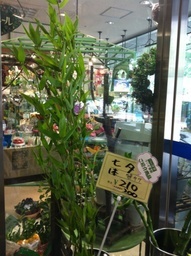 �e�l�`���b�s�[ �c�i����