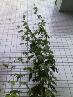 �e�l�`���b�s�[ �c�i����