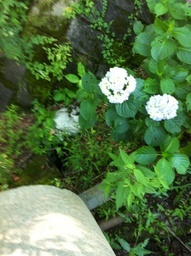 �e�l�`���b�s�[ �c�i����