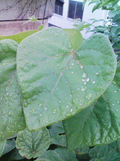 �e�l�`���b�s�[ �c�i����