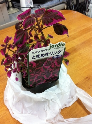 �e�l�`���b�s�[ �c�i����