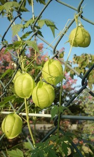 �e�l�`���b�s�[ �c�i����