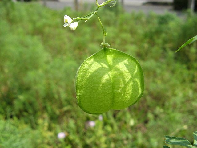 �e�l�`���b�s�[ �c�i����