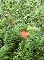 �e�l�`���b�s�[ �c�i����