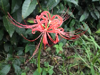 �e�l�`���b�s�[ �c�i����