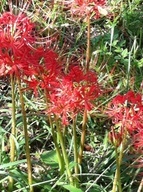 �e�l�`���b�s�[ �c�i����