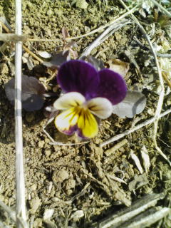 �e�l�`���b�s�[ �c�i����