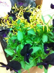 �e�l�`���b�s�[ �c�i����