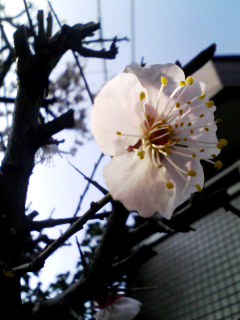 �e�l�`���b�s�[ �c�i����