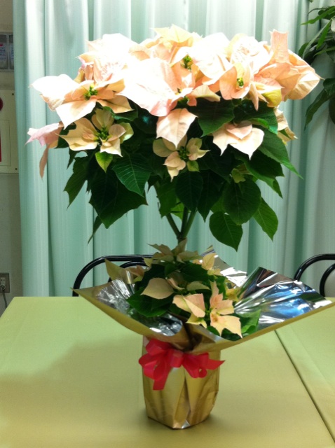 �e�l�`���b�s�[ �c�i����