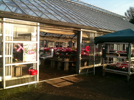 �e�l�`���b�s�[ �c�i����