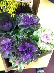 �e�l�`���b�s�[ �c�i����