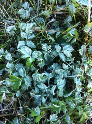 �e�l�`���b�s�[ �c�i����