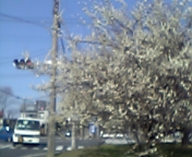 �e�l�`���b�s�[ �c�i����