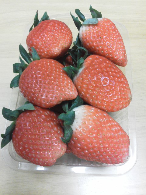 �e�l�`���b�s�[ �c�i����