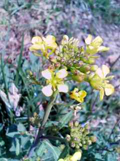 �e�l�`���b�s�[ �c�i����