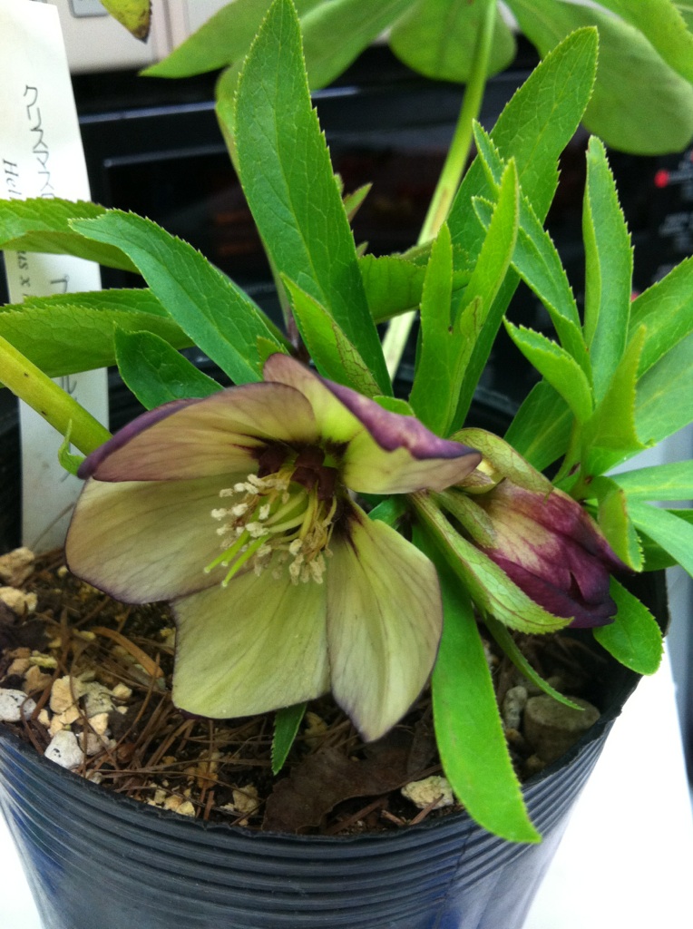 �e�l�`���b�s�[ �c�i����