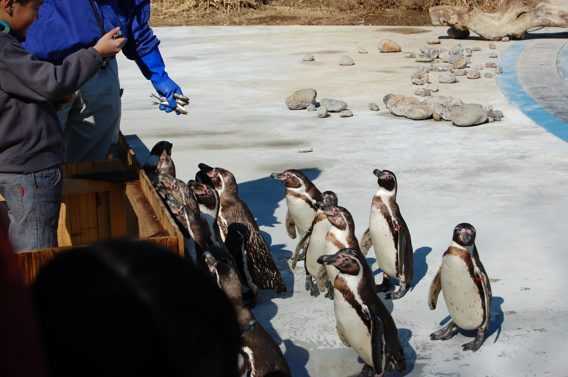 �e�l�`���b�s�[ �c�i����