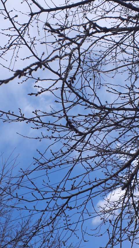 �e�l�`���b�s�[ �c�i����