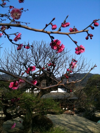 �e�l�`���b�s�[ �c�i����