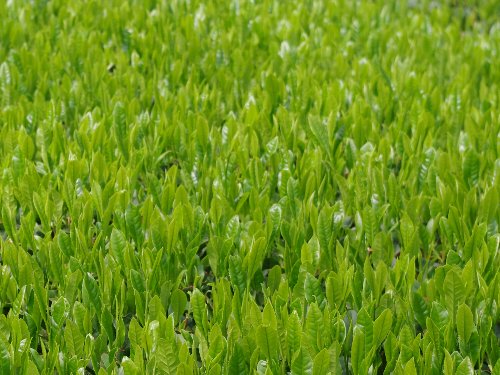 �e�l�`���b�s�[ �c�i����