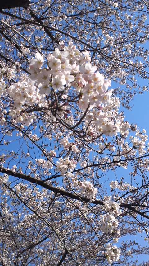 �e�l�`���b�s�[ �c�i����