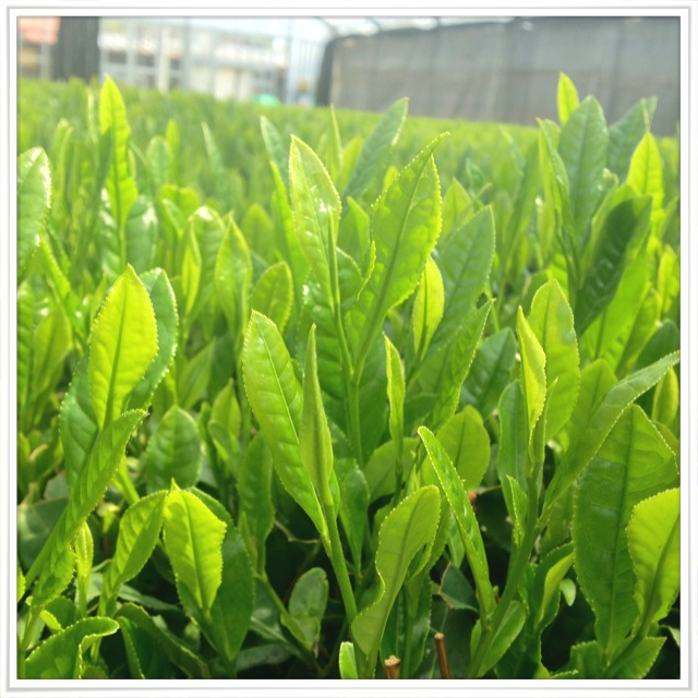 �e�l�`���b�s�[ �c�i����