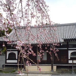 �e�l�`���b�s�[ �c�i����