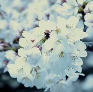 �e�l�`���b�s�[ �c�i����