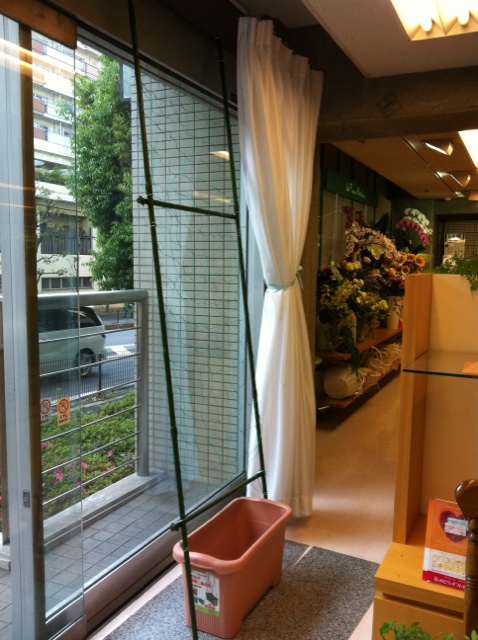 �e�l�`���b�s�[ �c�i����