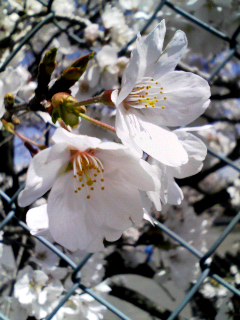 �e�l�`���b�s�[ �c�i����