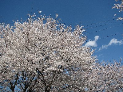 �e�l�`���b�s�[ �c�i����