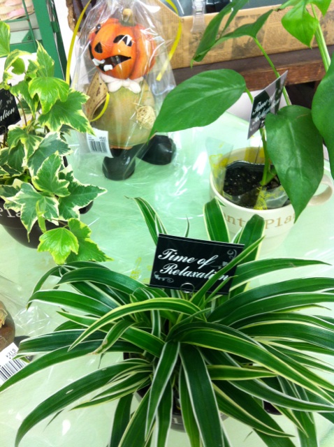 �e�l�`���b�s�[ �c�i����