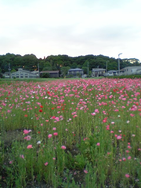 �e�l�`���b�s�[ �c�i����