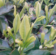 �e�l�`���b�s�[ �c�i����