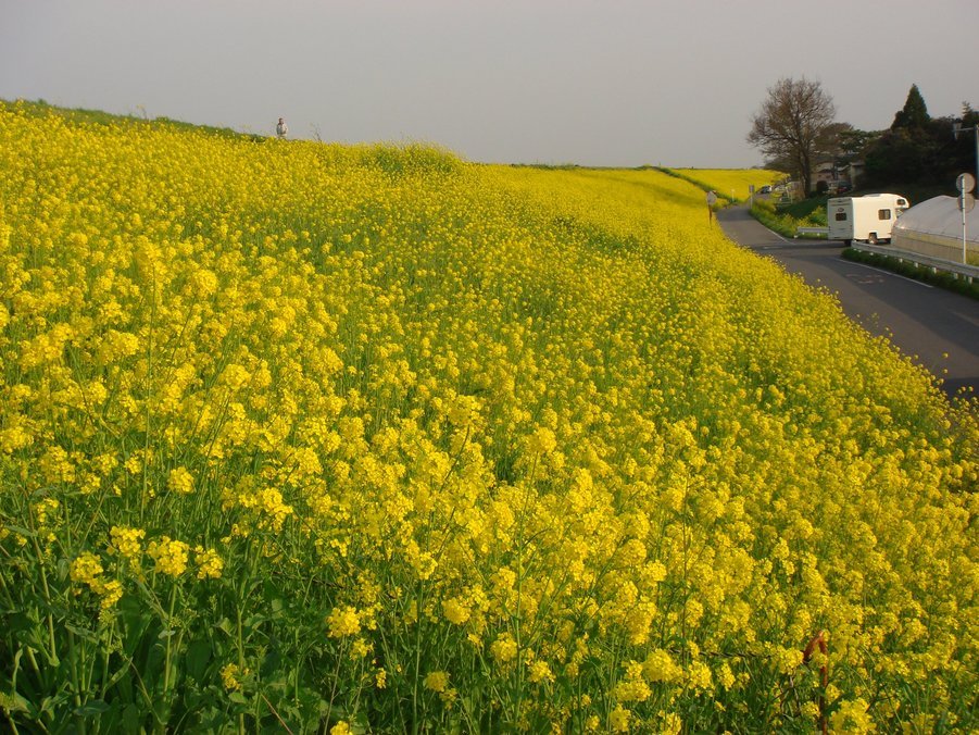 �e�l�`���b�s�[ �c�i����