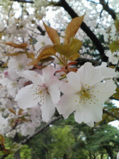 �e�l�`���b�s�[ �c�i����